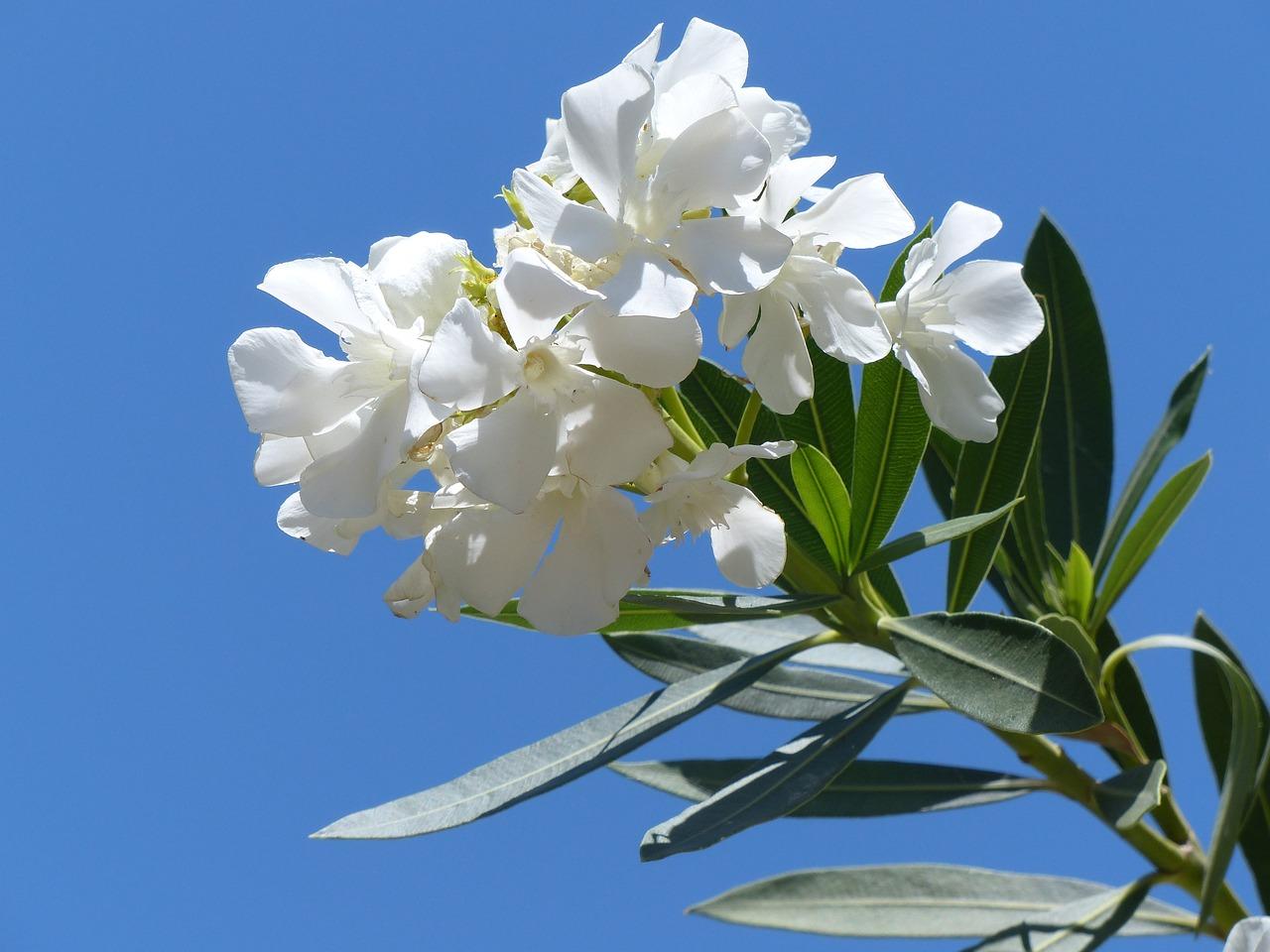 Otrovne biljke oleander vani bossa