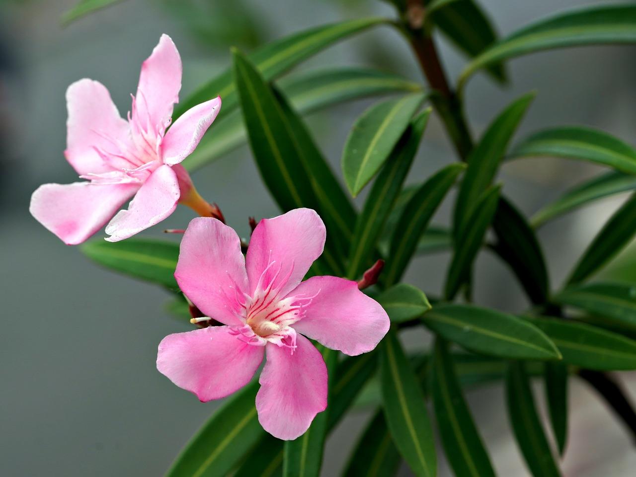 Otrovne biljke oleander vani bossa