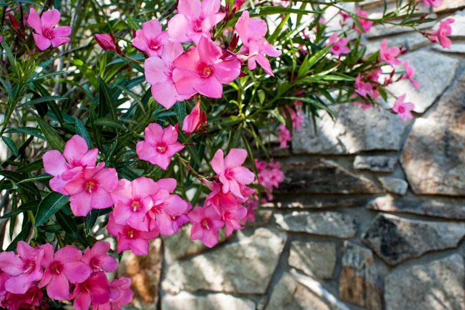 Otrovne biljke oleander vani bossa