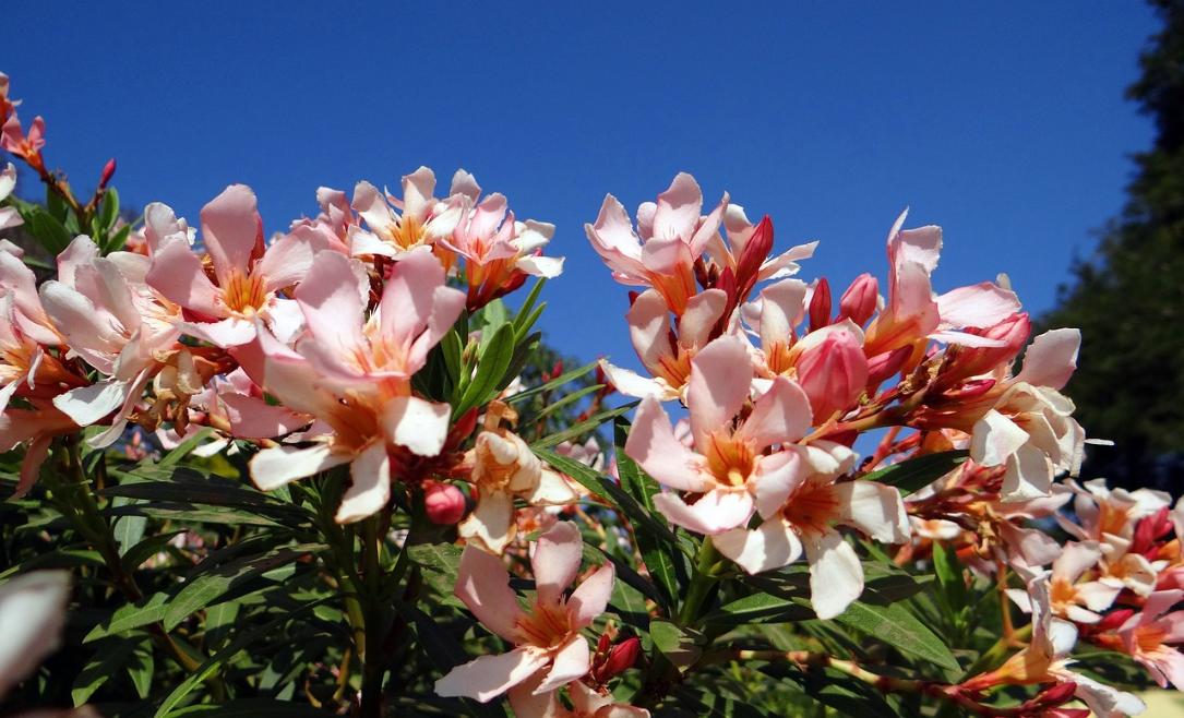 Otrovne biljke oleander vani bossa