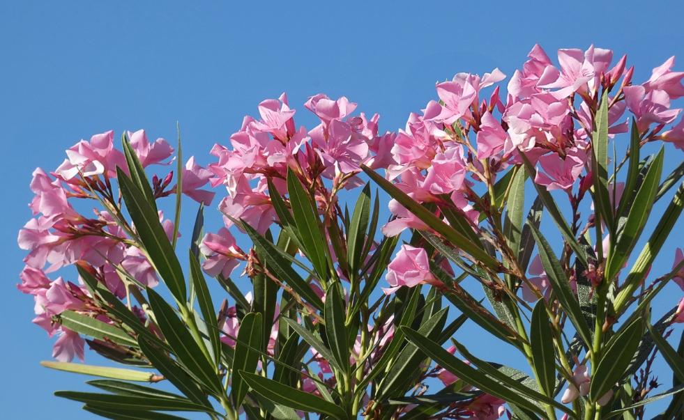 Otrovne biljke oleander vani bossa