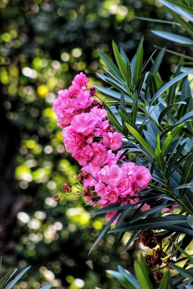 Otrovne biljke oleander vani bossa