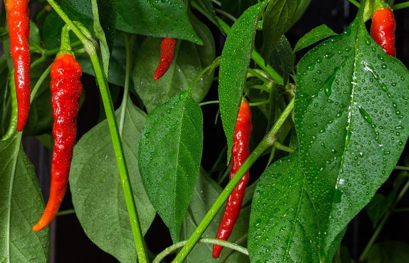 57. Chilli Paprike