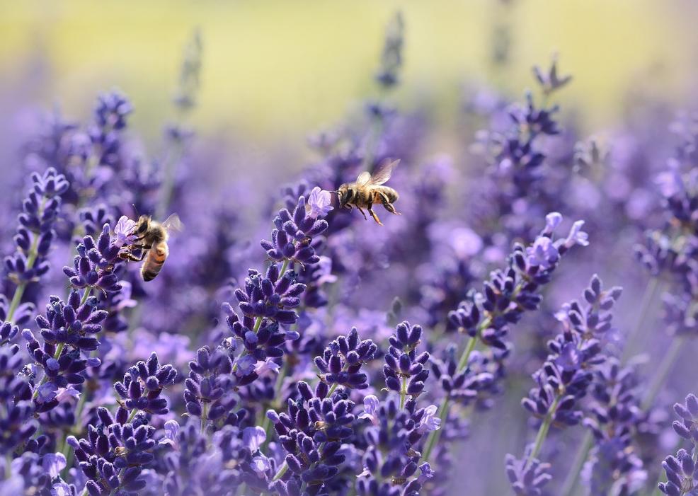 71. Lavanda