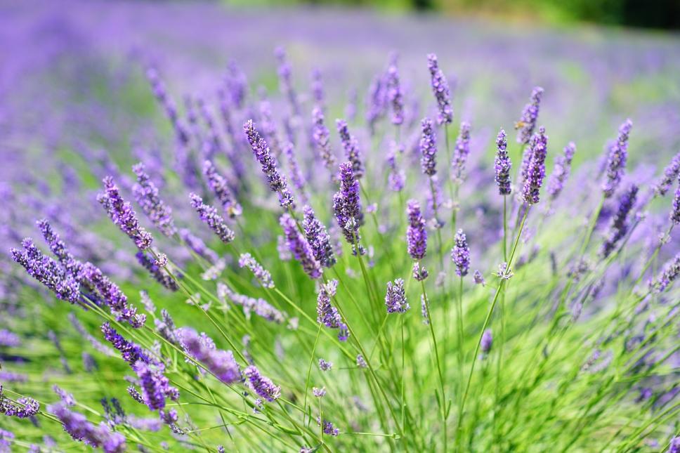 72. Lavanda