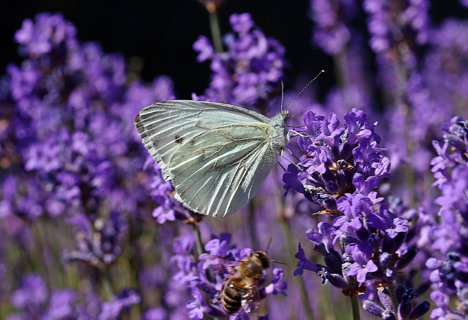 75. Lavanda