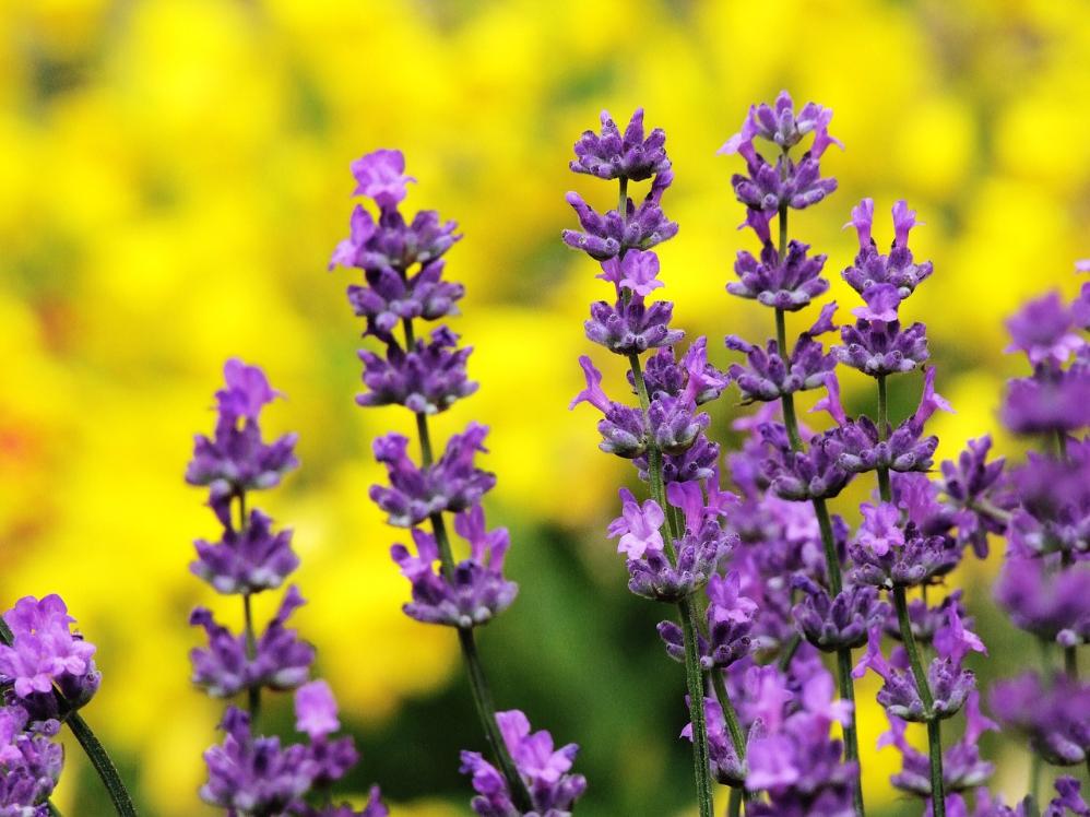 76. Lavanda