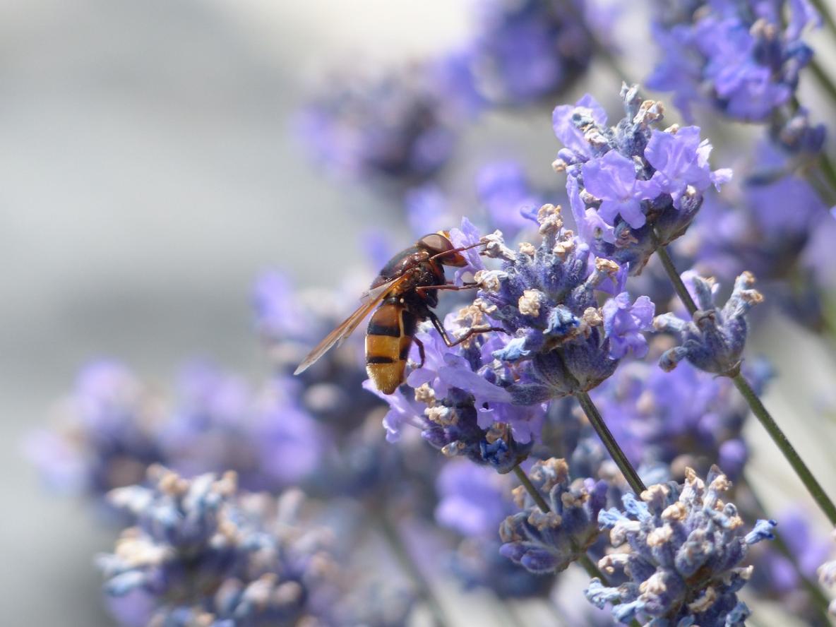 77. Lavanda