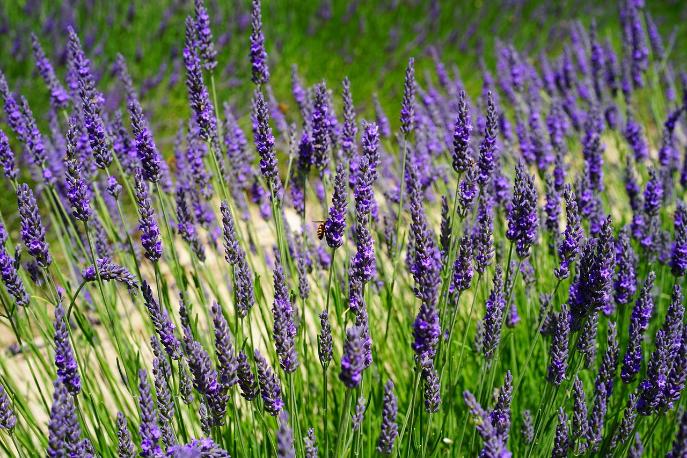 78. Lavanda