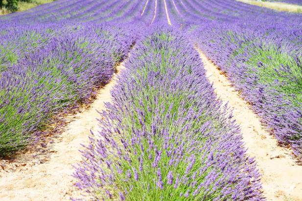 79. Lavanda