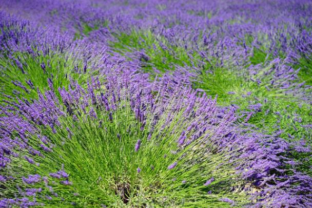 82. Lavanda