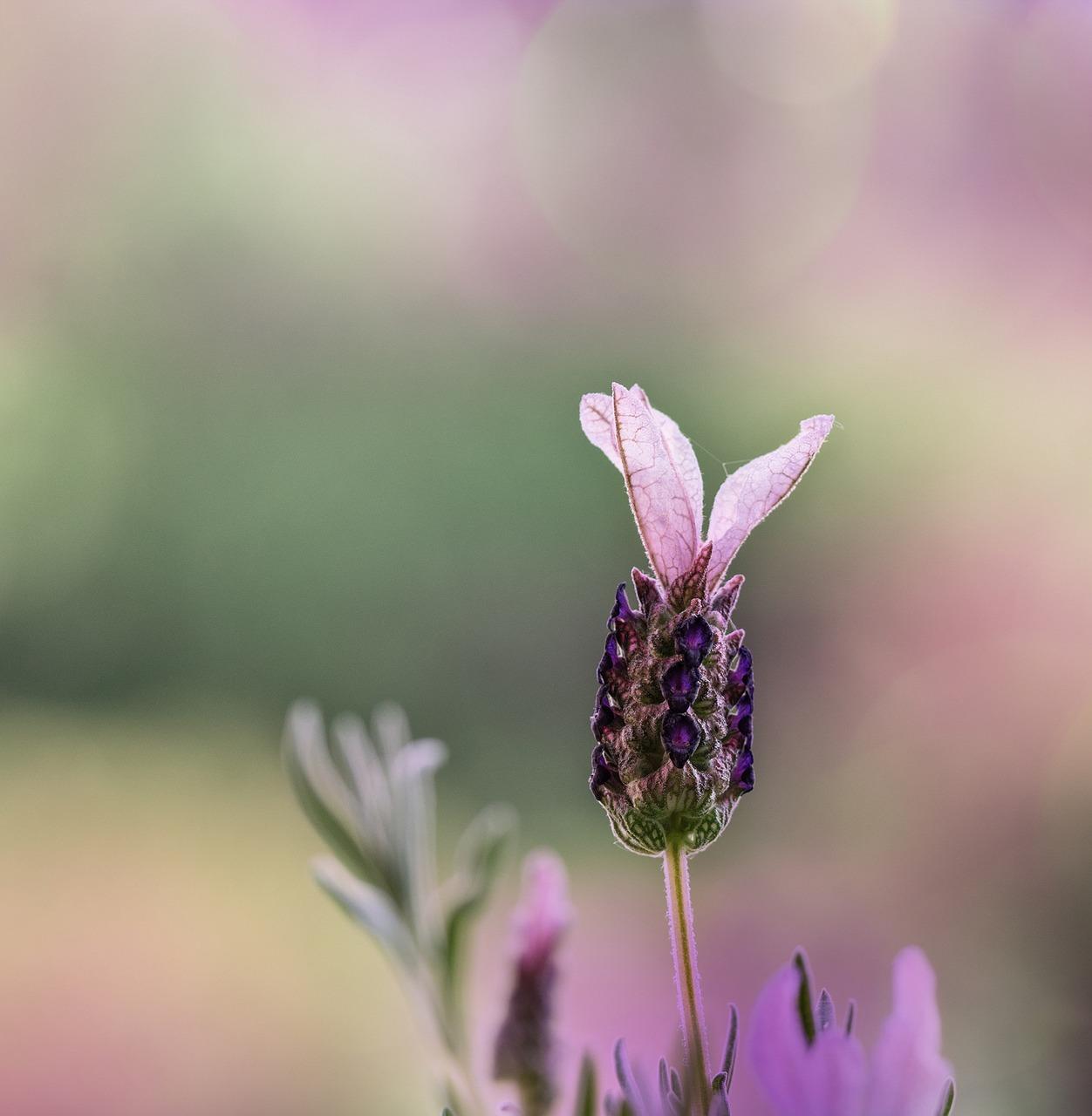 83. Lavanda