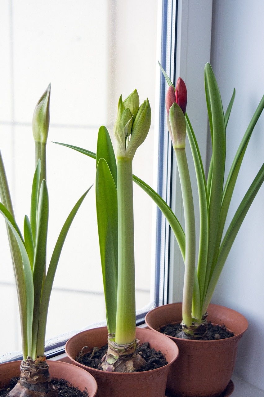 Cvetna čarolija zime 7 BILJAKA KOJE DONOSE BOJE I RADOST U TVOJ STAN Amaryllis (Amarilis) 