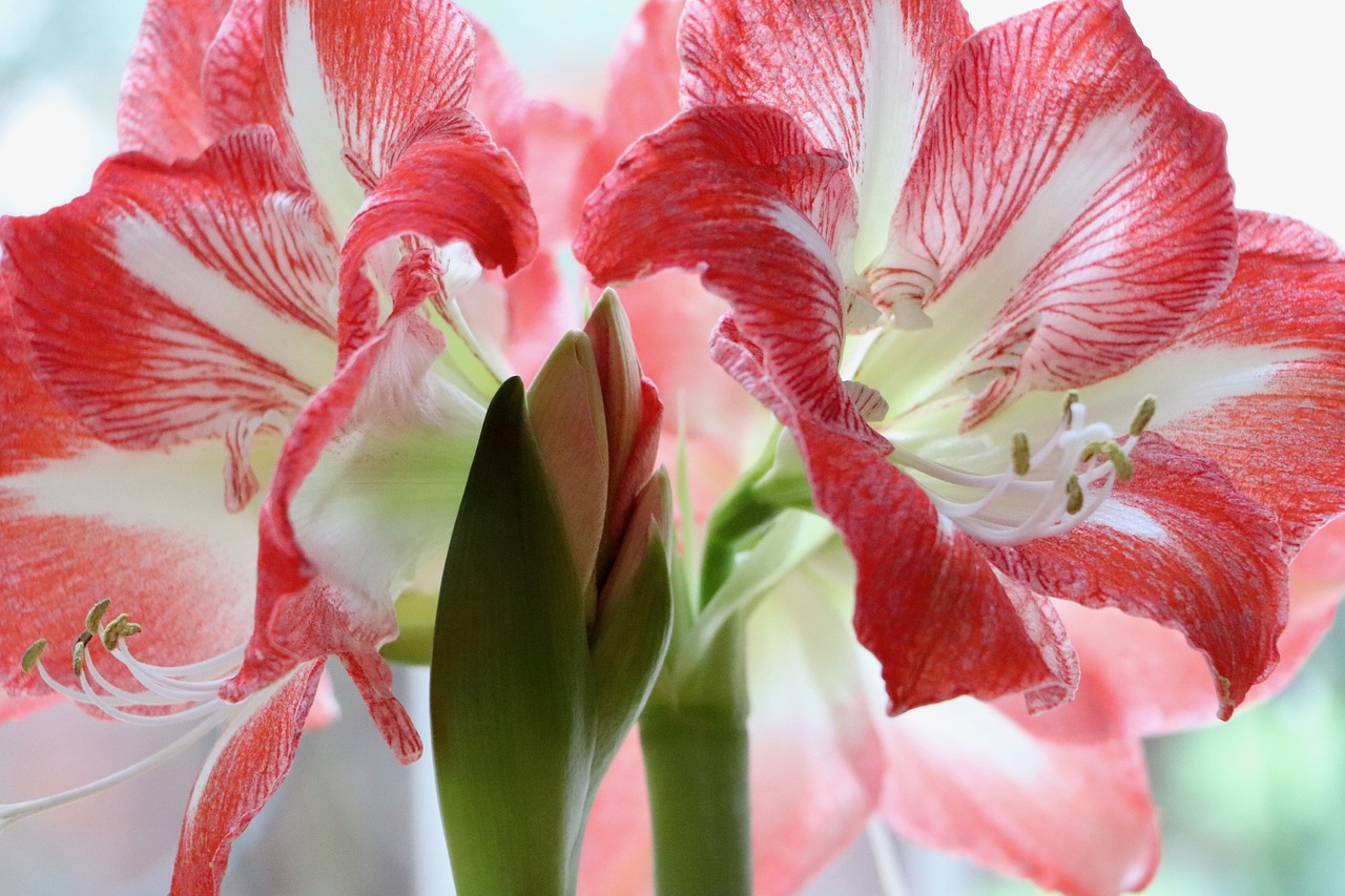 Cvetna čarolija zime 7 BILJAKA KOJE DONOSE BOJE I RADOST U TVOJ STAN Amaryllis (Amarilis) 