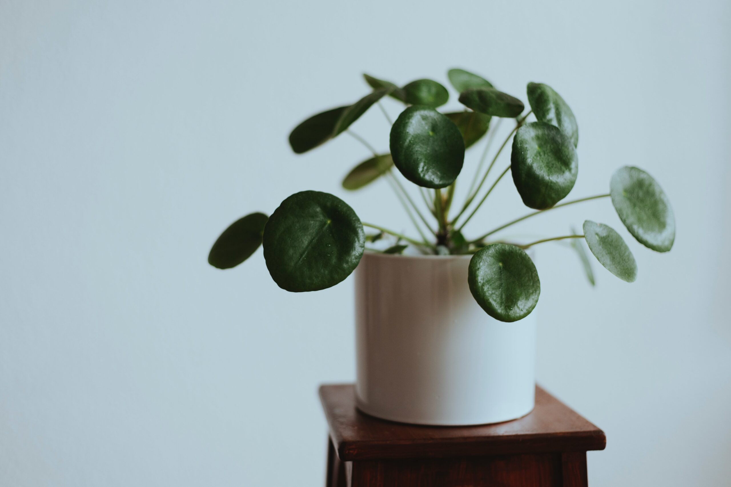 5 BILJAKA ZA TVOJ RADNI PROSTOR KOD KUĆE (Home office biljke) vani bossa Pilea Peperomioides