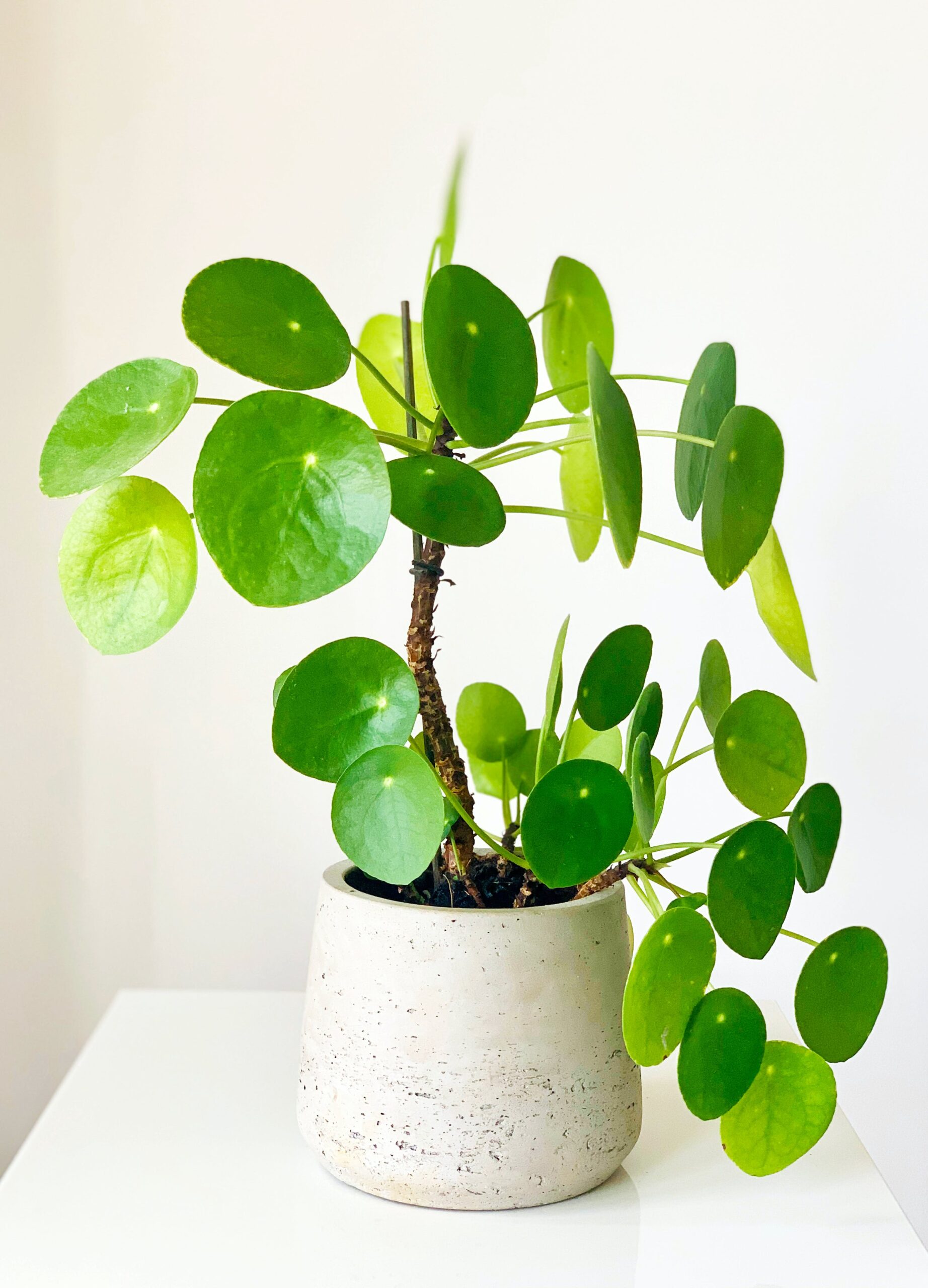 5 BILJAKA ZA TVOJ RADNI PROSTOR KOD KUĆE (Home office biljke) vani bossa Pilea Peperomioides