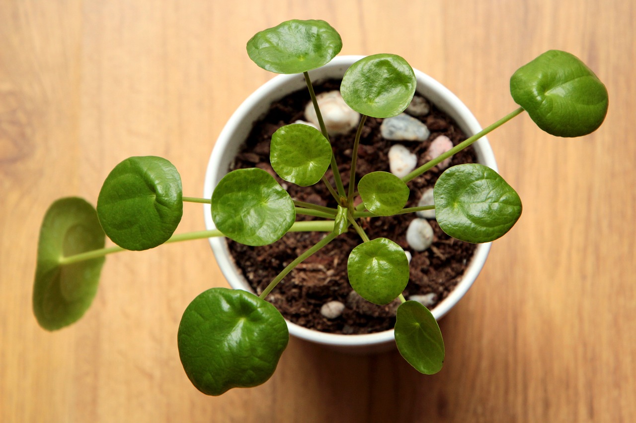 5 BILJAKA ZA TVOJ RADNI PROSTOR KOD KUĆE (Home office biljke) vani bossa Pilea Peperomioides