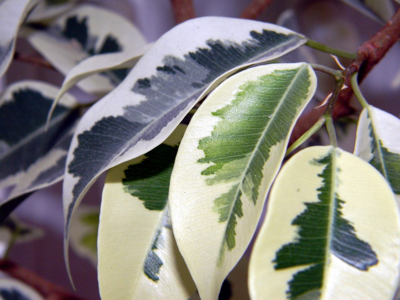 5 BILJAKA ZA TVOJ RADNI PROSTOR KOD KUĆE (Home office biljke) vani bossa ficus benjamina