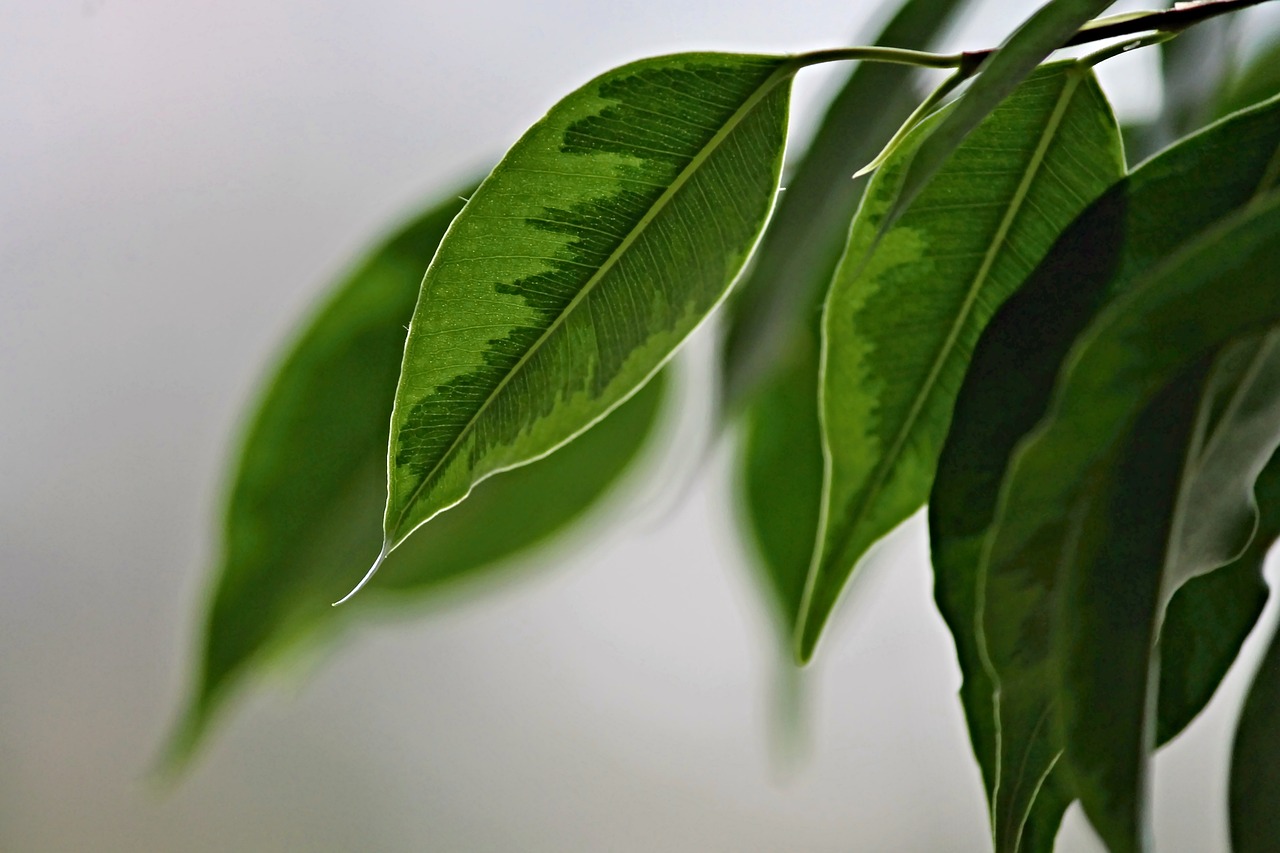 5 BILJAKA ZA TVOJ RADNI PROSTOR KOD KUĆE (Home office biljke) vani bossa ficus benjamina