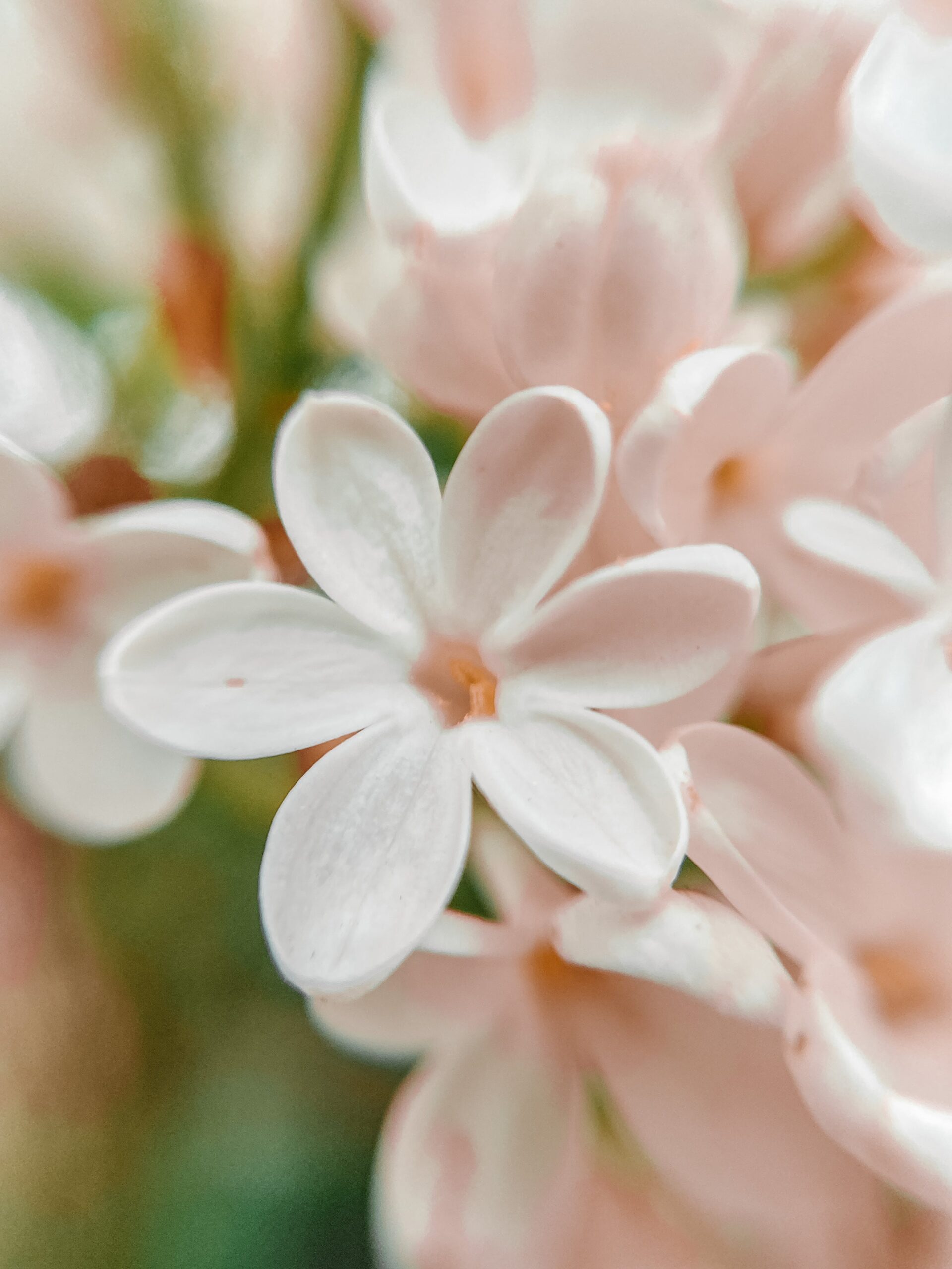 Cvetna čarolija zime 7 BILJAKA KOJE DONOSE BOJE I RADOST U TVOJ STAN jasmin Jasminum Vani bossa