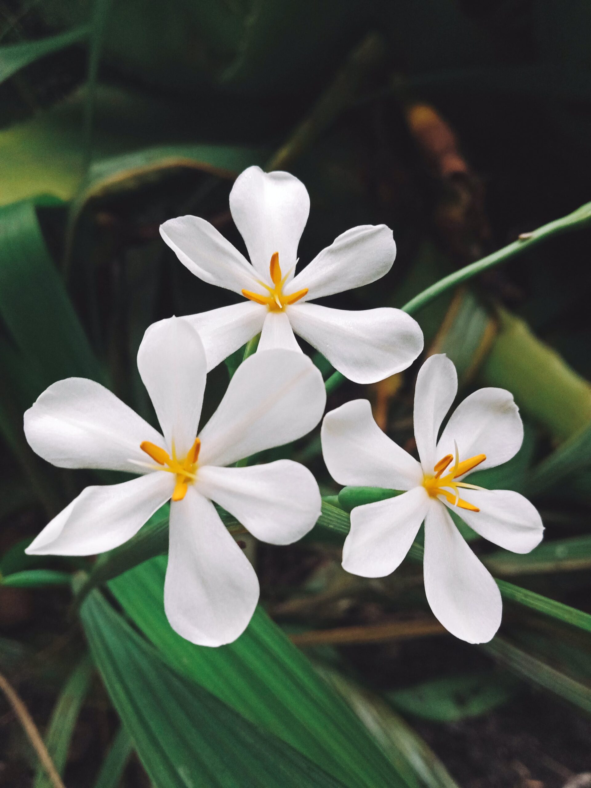 Cvetna čarolija zime 7 BILJAKA KOJE DONOSE BOJE I RADOST U TVOJ STAN jasmin Jasminum Vani bossa