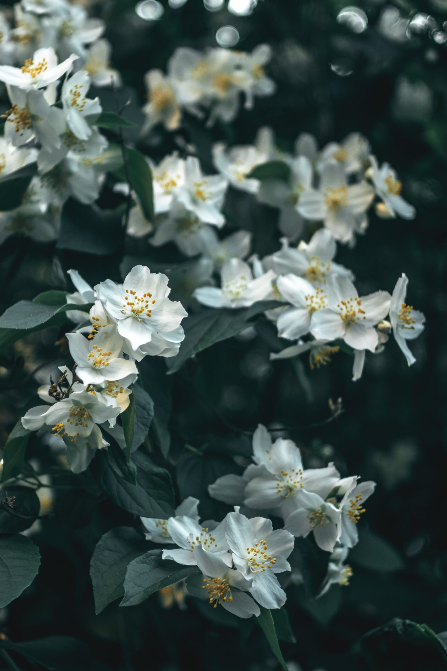 Cvetna čarolija zime 7 BILJAKA KOJE DONOSE BOJE I RADOST U TVOJ STAN jasmin Jasminum Vani bossa