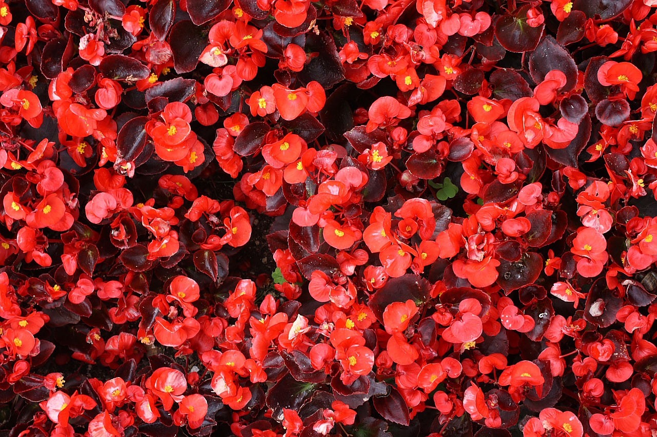 Begonia X Tuberhybrida 8 biljaka za osunčane balkone