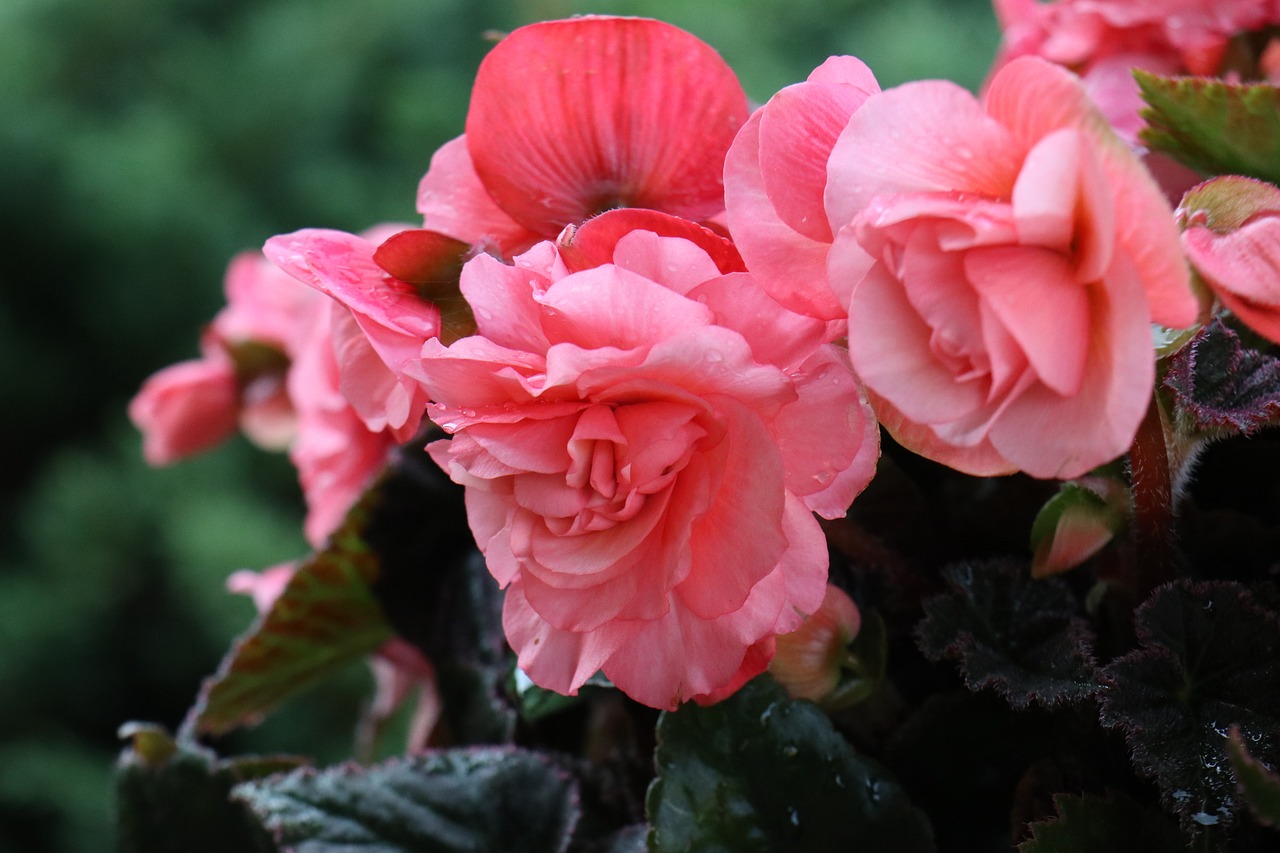 Begonia X Tuberhybrida 8 biljaka za osunčane balkone