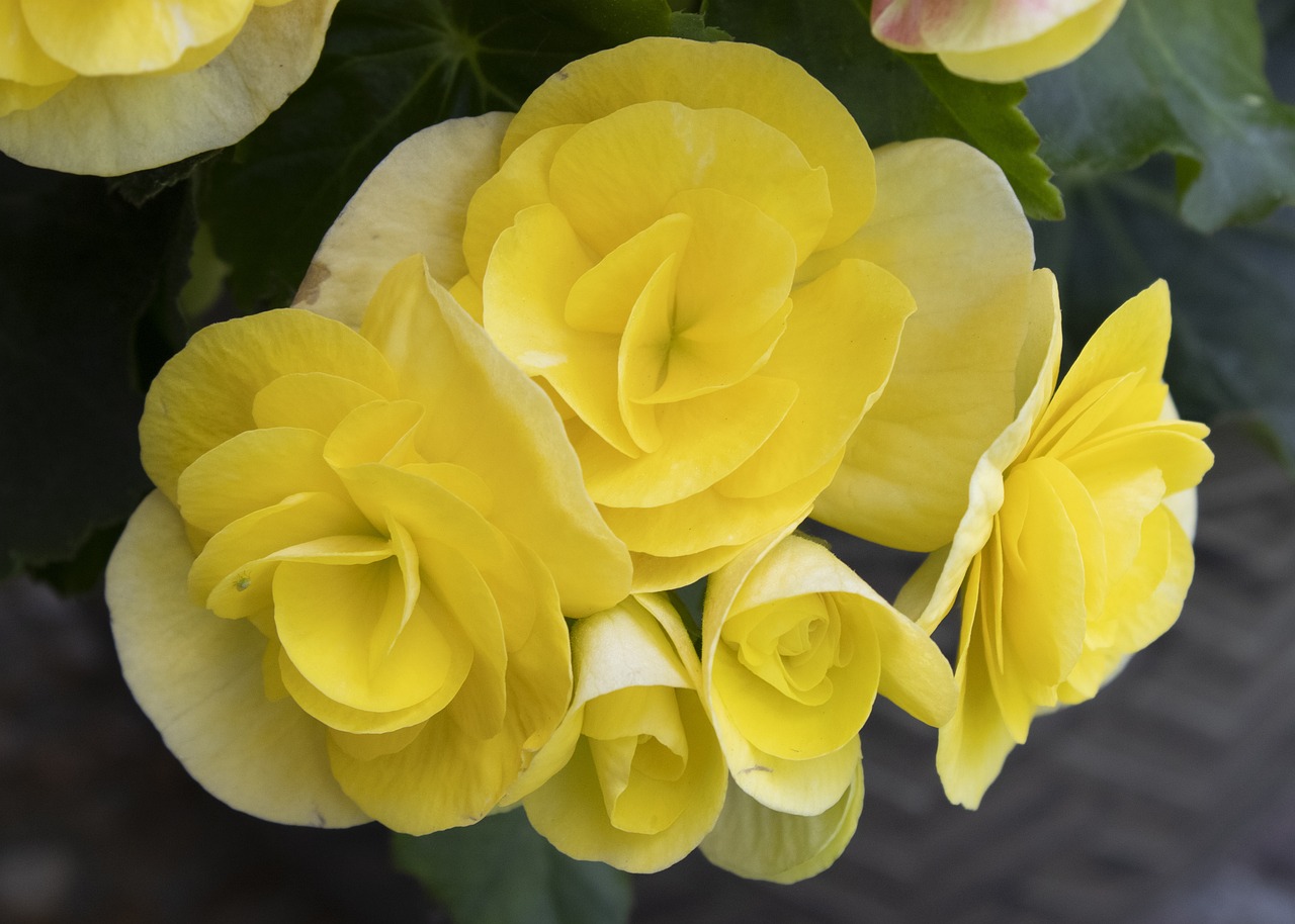 Begonia X Tuberhybrida 8 biljaka za osunčane balkone