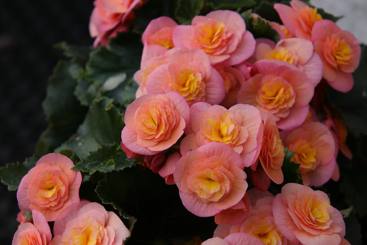 Begonia X Tuberhybrida 8 biljaka za osunčane balkone