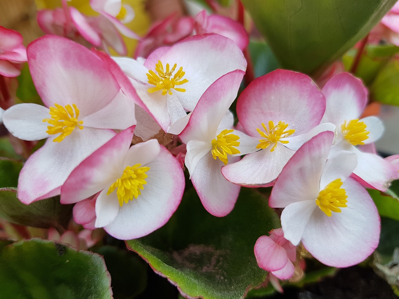 Begonia X Tuberhybrida 8 biljaka za osunčane balkone