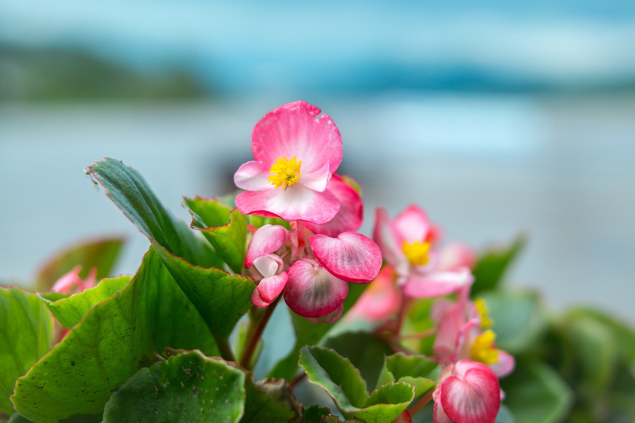 Begonia X Tuberhybrida 8 biljaka za osunčane balkone