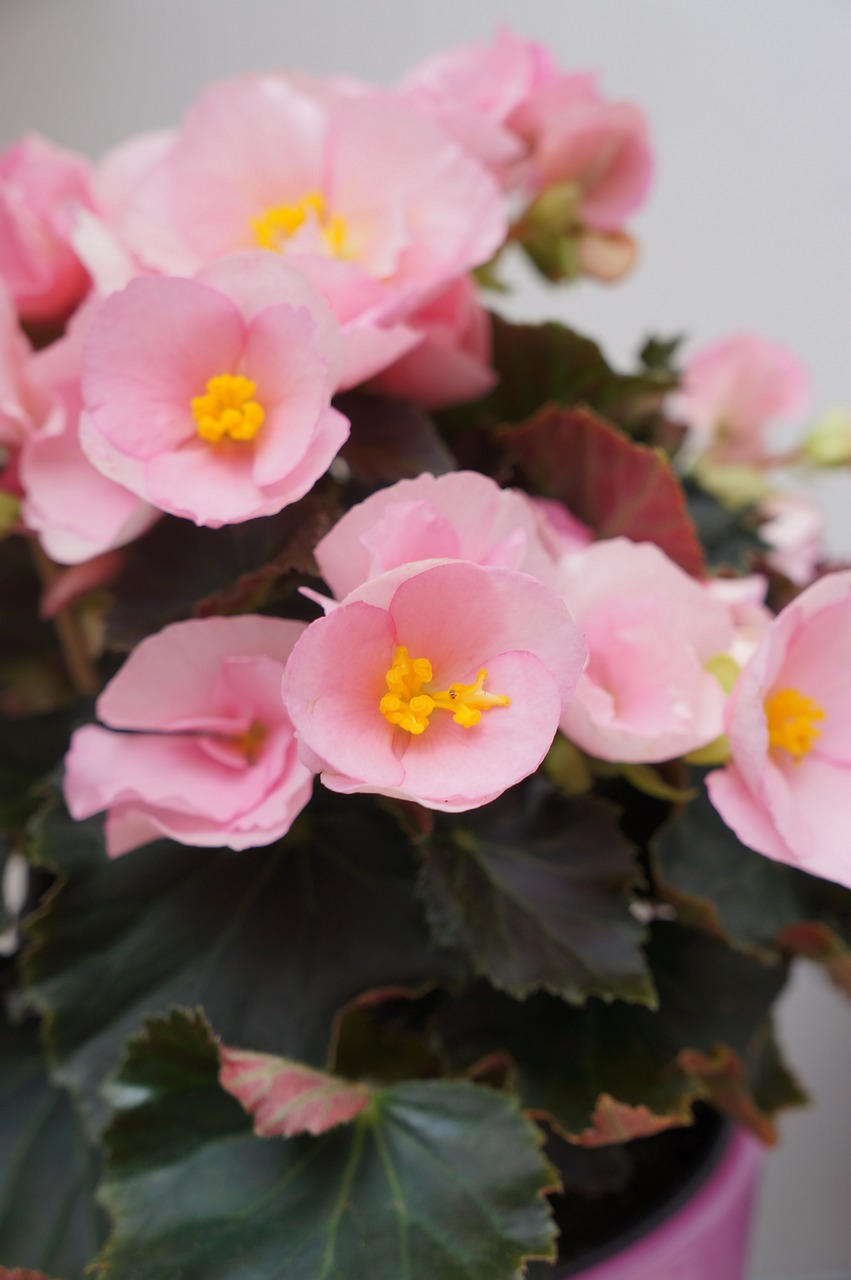 Begonia X Tuberhybrida 8 biljaka za osunčane balkone