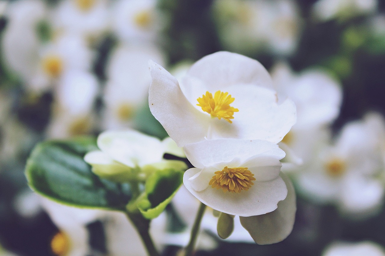 Begonia X Tuberhybrida 8 biljaka za osunčane balkone