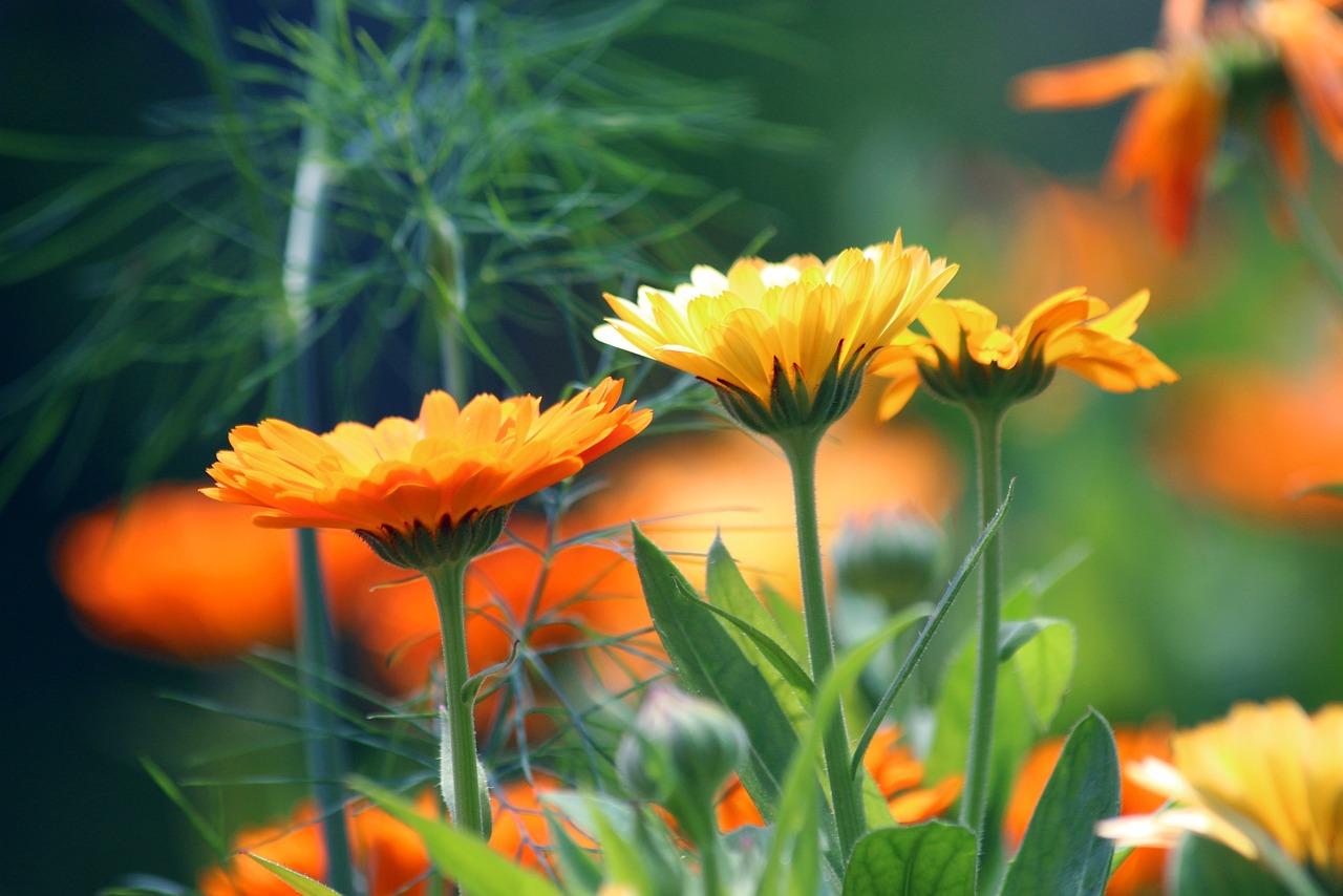 Calendula  8 biljaka za osunčane balkone Neven