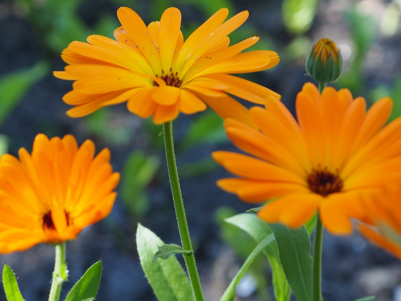 Calendula  8 biljaka za osunčane balkone Neven