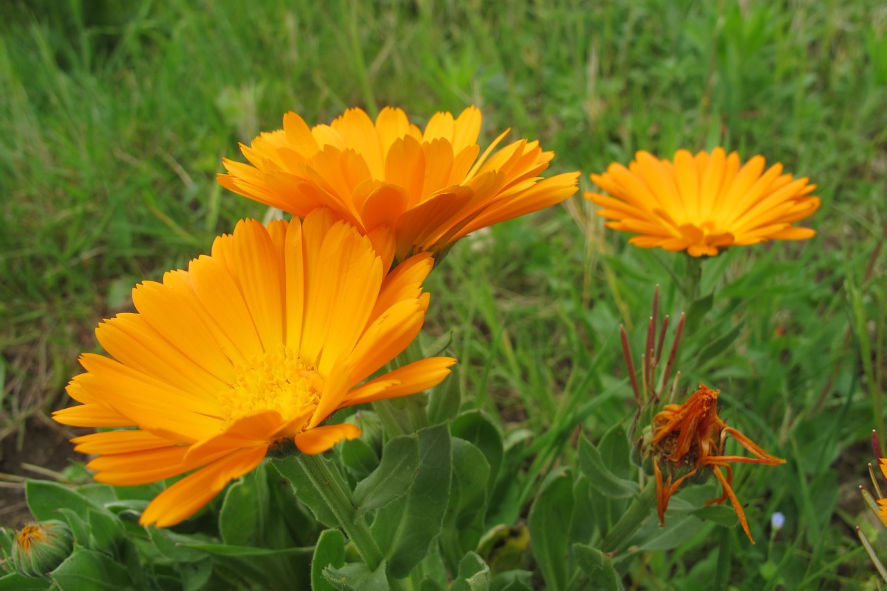 Calendula  8 biljaka za osunčane balkone Neven