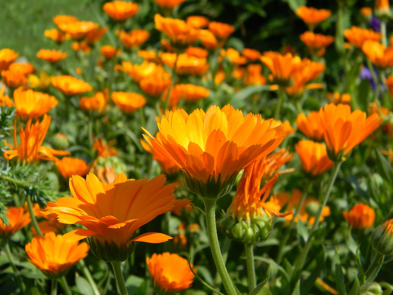 Calendula  8 biljaka za osunčane balkone Neven