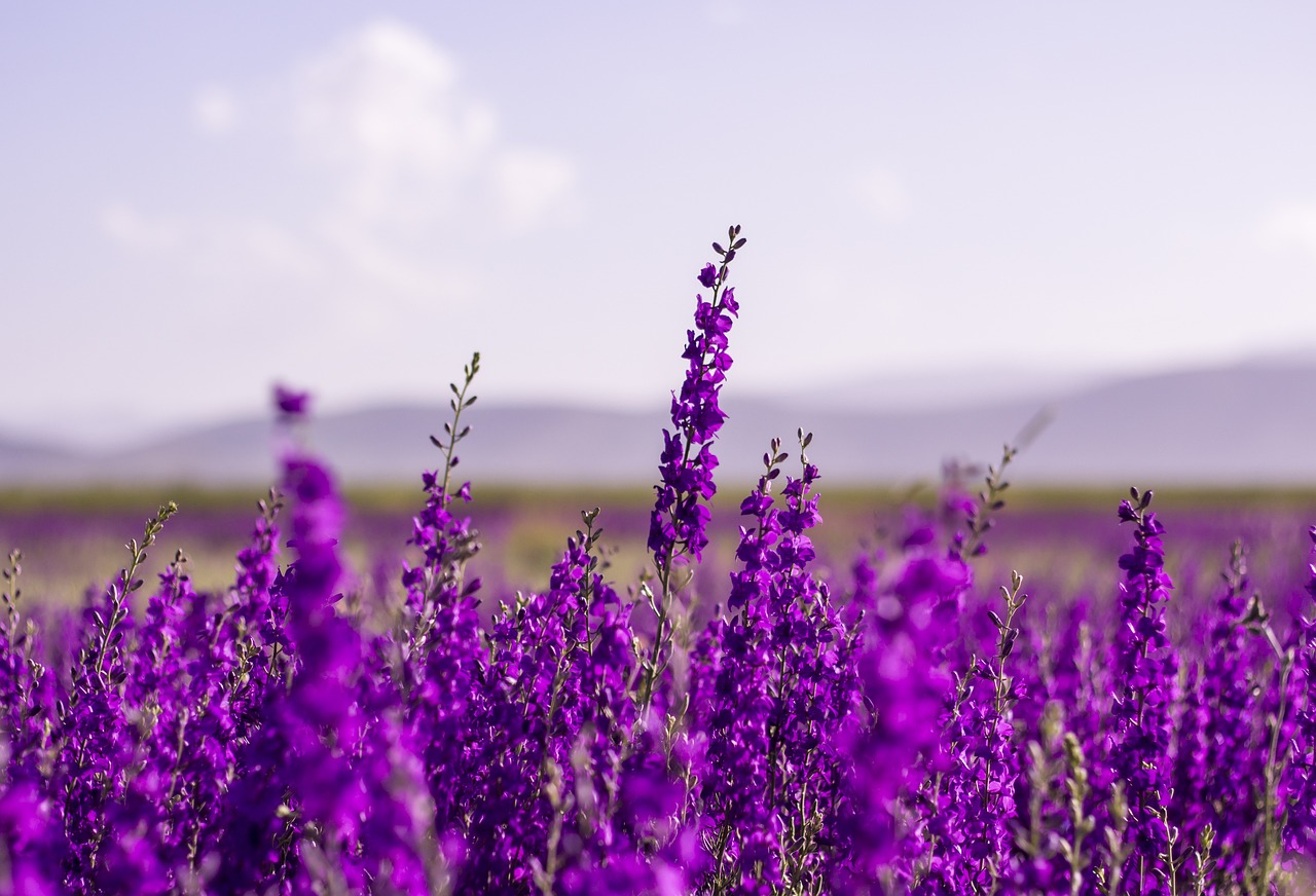 Lavanda 8 biljaka za osunčane balkone