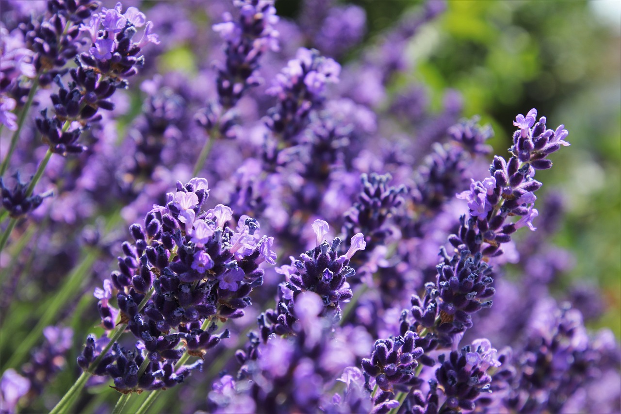 Lavanda 8 biljaka za osunčane balkone