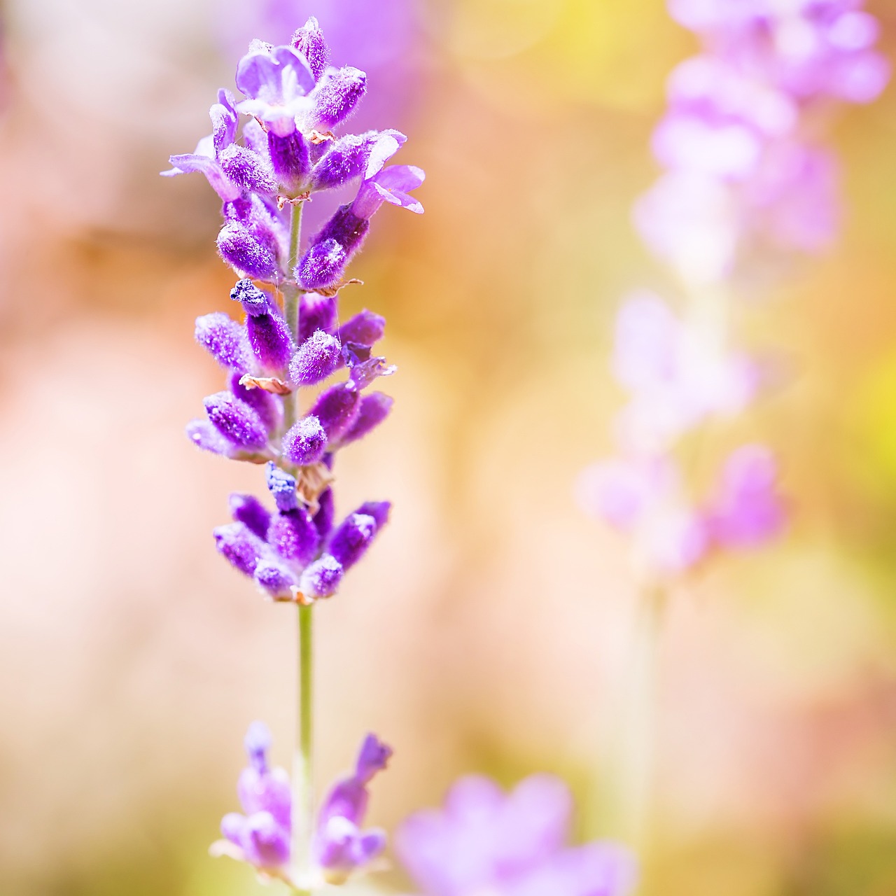 Lavanda 8 biljaka za osunčane balkone