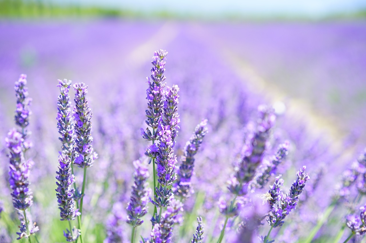 Lavanda 8 biljaka za osunčane balkone