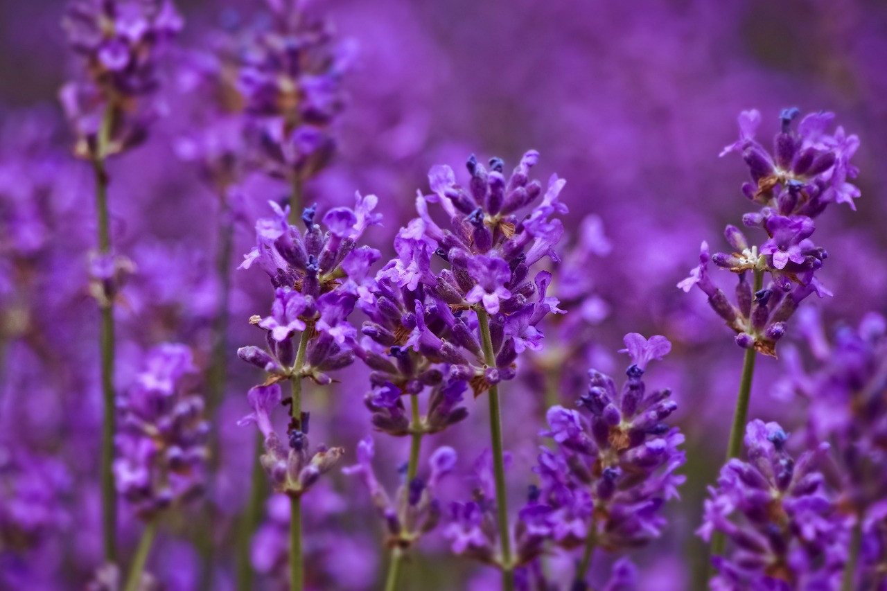 Lavanda 8 biljaka za osunčane balkone