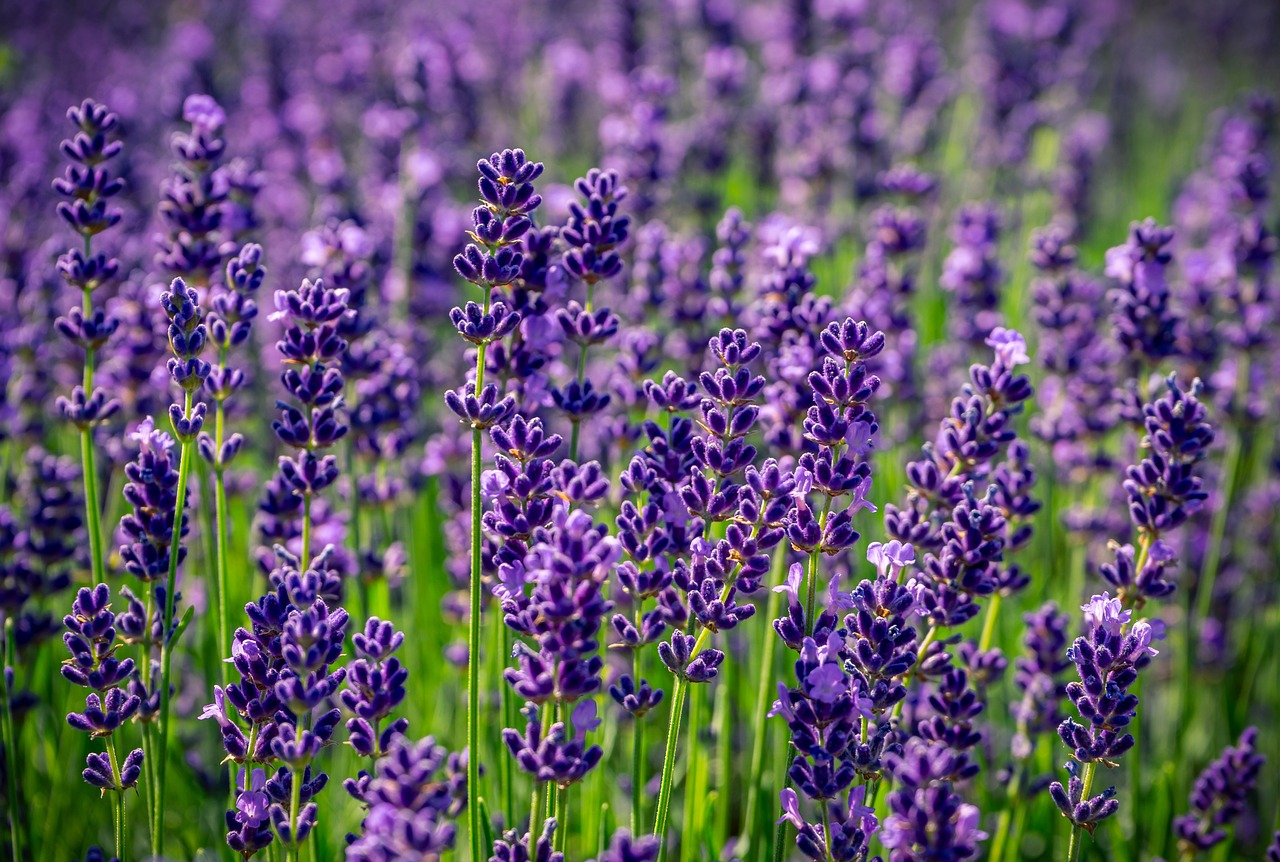 Lavanda 8 biljaka za osunčane balkone