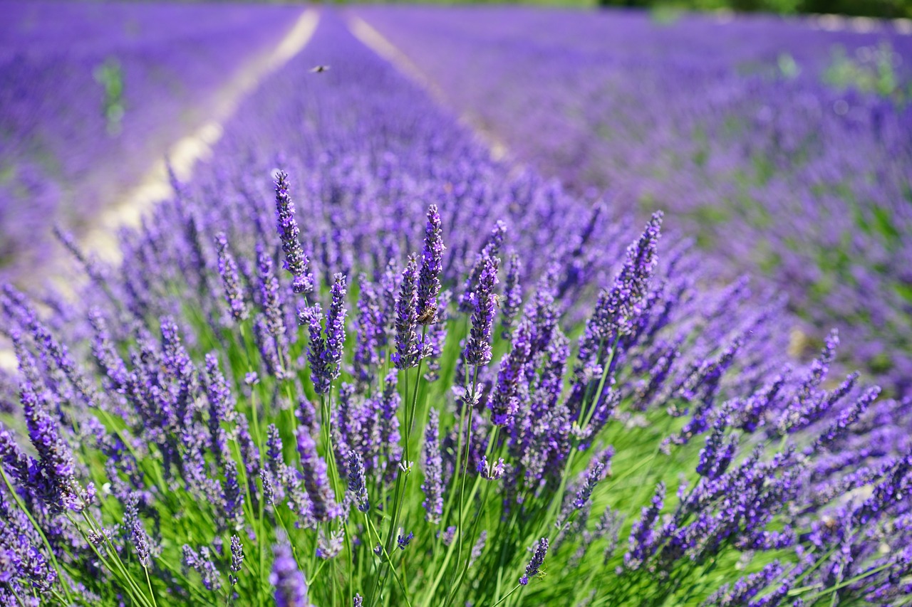 Lavanda 8 biljaka za osunčane balkone