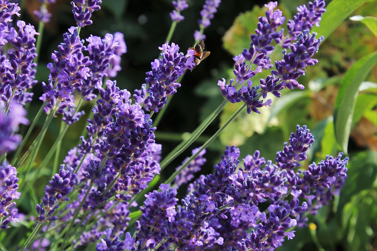 Lavanda 8 biljaka za osunčane balkone