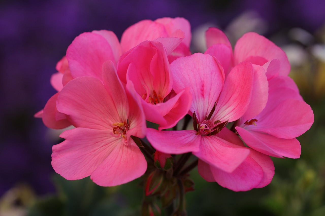 Pelargonium 8 biljaka za osunčane balkone 