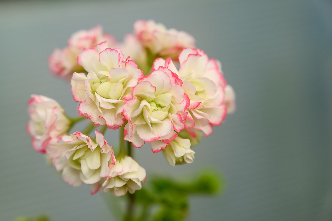 Pelargonium 8 biljaka za osunčane balkone 