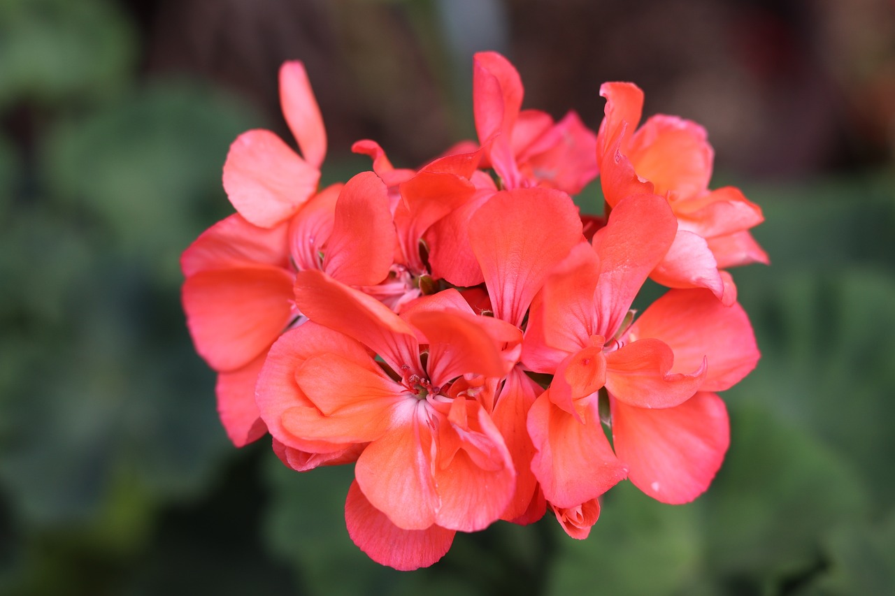 Pelargonium 8 biljaka za osunčane balkone 