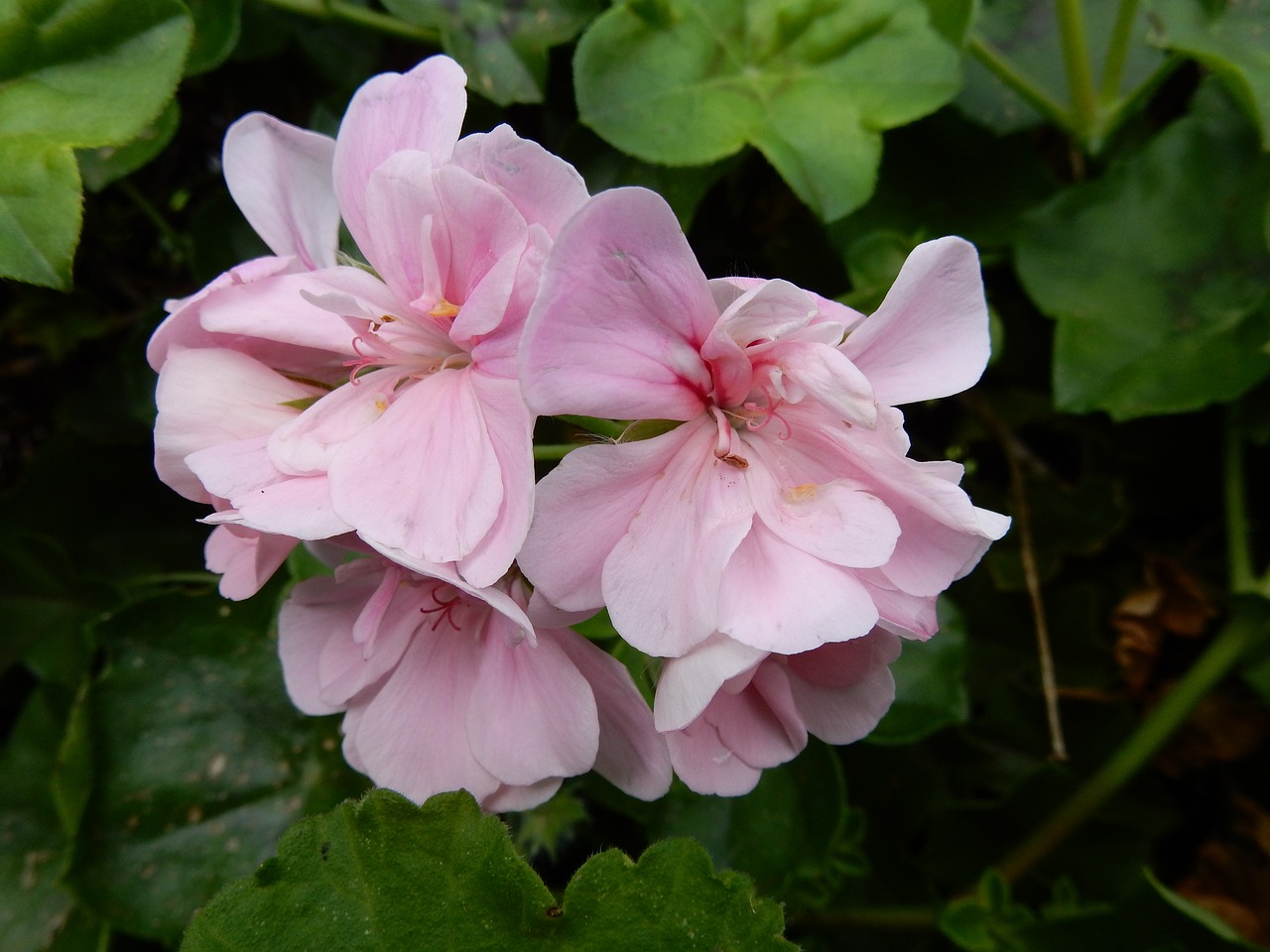 Pelargonium 8 biljaka za osunčane balkone 